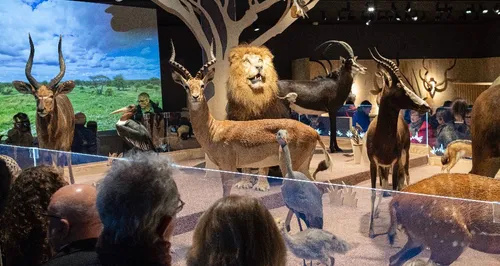Museum de Bordeaux Sciences et nature : une exposition virtuelle en...