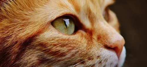 Bouscat : des chats abandonnés dans un carton fermé au milieu des...