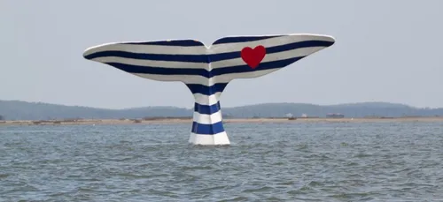La queue de la baleine de retour dans les eaux du bassin d'Arcachon