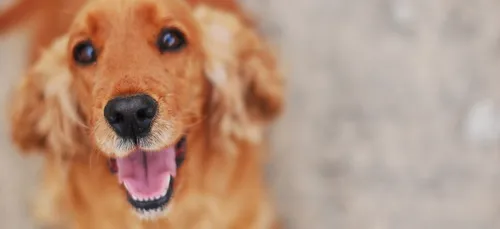 Plus de deux cents chiens saisis dans un élevage des Landes