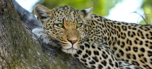 Une femme mange des animaux en voie de disparition pour faire le...