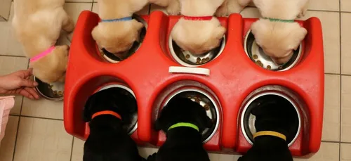 Ecole de chiens guides Aliénor