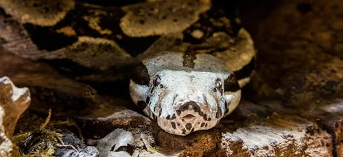 Un anaconda immense traverse tranquillement une route devant des...