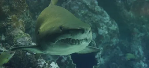 Un requin la mord et la tire violemment dans l'eau (vidéo)