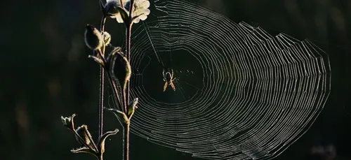 Les araignées rentrent chez nous... à une heure bien précise !