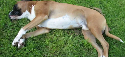 L'association Vénus porte plainte