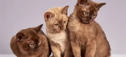 Découvrez Wilfred, le chat le plus laid d’Internet (photos)