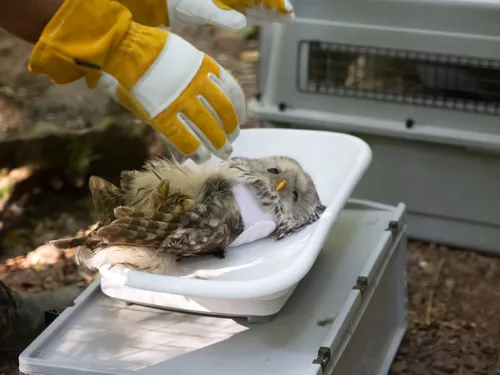 Le Parc de Sainte-Croix réintroduit 24 chouettes de l'Oural en...
