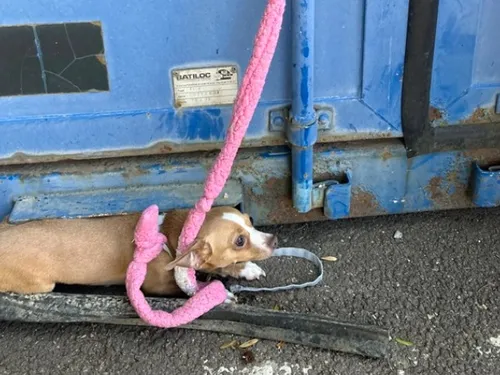 La SPA de Arry, lance un appel à témoins après l'abandon d'un chien