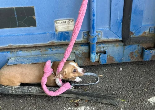 La SPA de Arry, lance un appel à témoins après l'abandon d'un chien