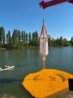 Thionville : une course de canards sur la Moselle 