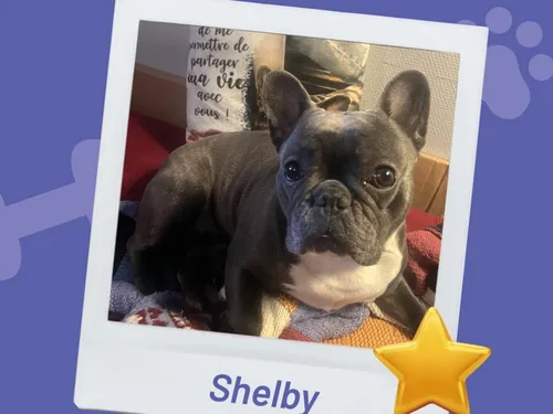 Et si votre chien devenait "la star de Thionville" ?