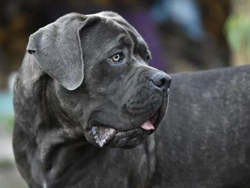 Un touriste attaqué et gravement mordu par des Cane Corso 