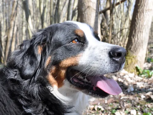 Vosges : tout est bien qui fini bien pour un chien disparu depuis...