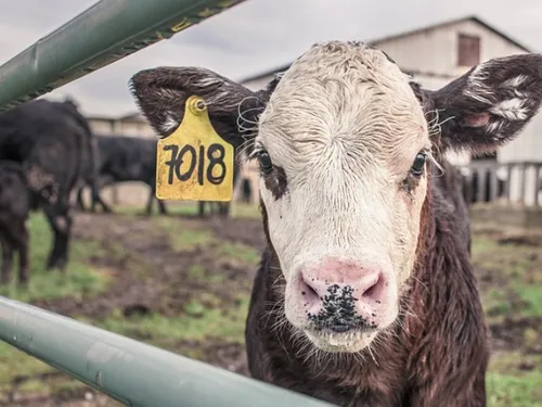 Une centaine d'animaux saisis dans une ferme de Meurthe et Moselle