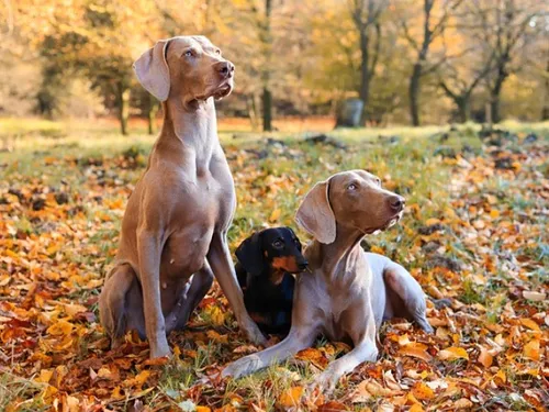 Un événement 100% dédié aux chiens, arrive à Metz !