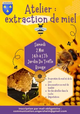 Extraction de miel