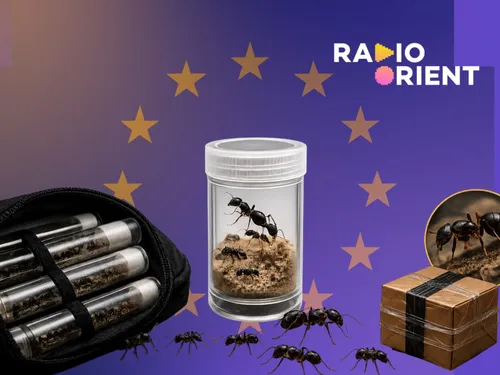 Trafic de fourmis : pourquoi des milliers de reines sont...