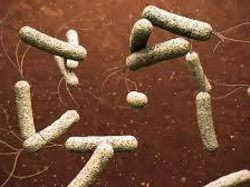 LE JOURNAL DU LIBAN DE 13H30 DU 31/10/2022