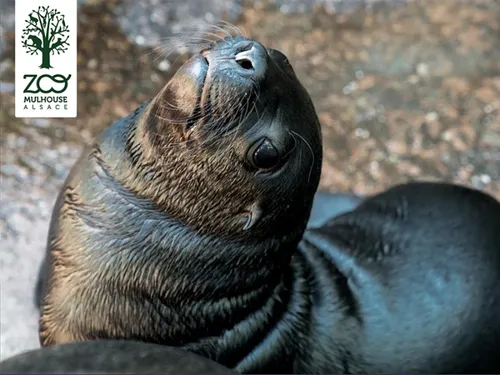 Zoo de Mulhouse : 1ère sortie du bébé otarie
