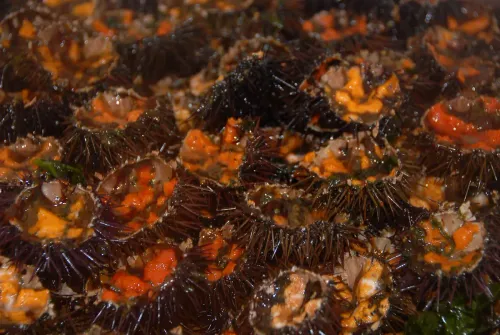 [ Evènement ] Fête de la Mer à Sausset-les-Pins : Trois dimanches...