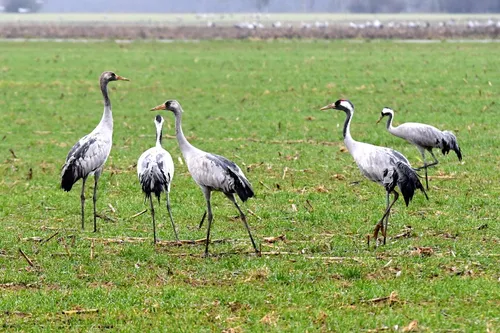 [TERRITOIRE] La Camargue, refuge hivernal majeur pour les grues...