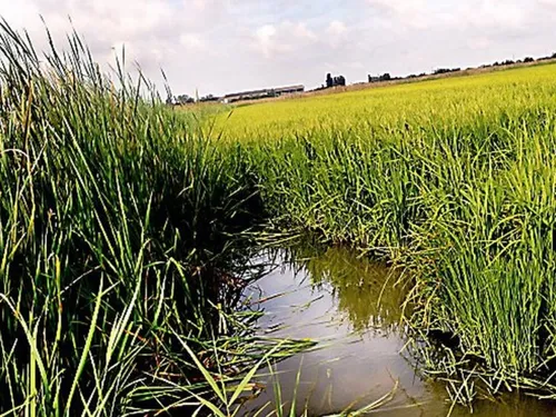 [ ENVIRONNEMENT - STES MARIES DE LA MER ] L'AVANZA FAIT LE BUZZ EN...