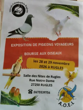 RUGLES (27) - Exposition de pigeons voyageurs et bourse aux oiseaux