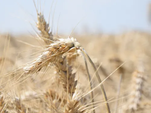 🔊 Un bilan contrasté pour la moisson précoce