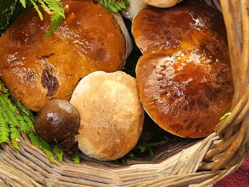 Partez à la découverte des champignons avec Eure-et-Loir Nature