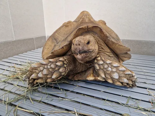 Un "appel à témoin" pour retrouver le propriétaire de cette tortue...