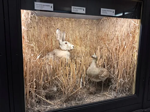 🔊Une exposition sur le monde vivant qui nous entoure à Châteaudun 