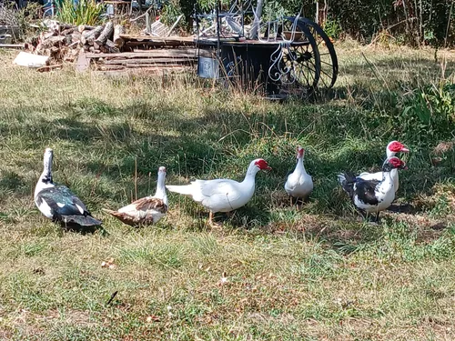 L'épizootie d'influenza aviaire prise très au sérieux en Centre-Val...