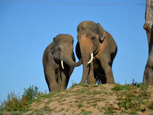 28 000 euros collectés à la vente aux enchères de la Tanière