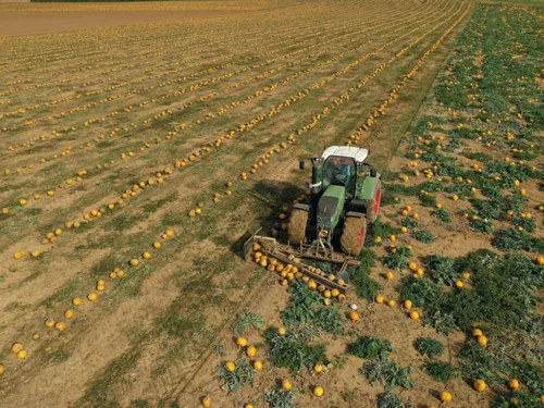 🔊À Éole-en-Beauce, la récolte des courges bat son plein 