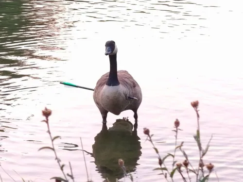 L'oie, blessée par une flèche, capturée à Ecluzelles