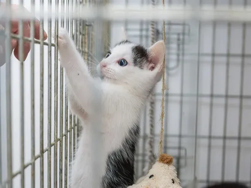 Le "Refuge des Acacias" victime de vandalisme