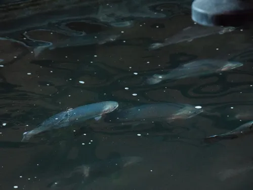 🔊 Le seul saumon d'élevage français grandit à Chartres