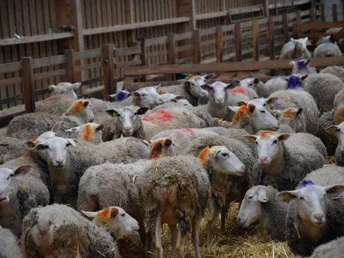 Deux jours de comice agricole à Nogent-le-Rotrou