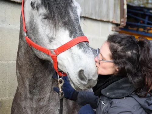 🔊 Une jument percheronne d'Eure-et-Loir au Salon de l'Agriculture