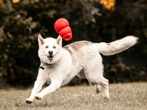 Attaque de chien à Luisant : une ancienne élue de Chartres blessée