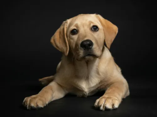 Le salon du bien-être animal revient au jardin Kellermann à Châteaudun