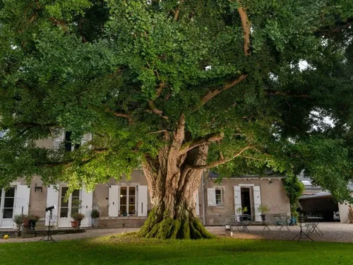 LOIRET – Votez pour l'arbre européen de l'année