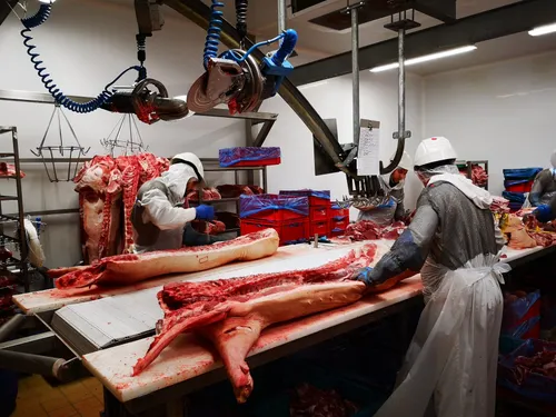 Un SOS géant pour réduire le nombre d’animaux tués pour l’alimentation