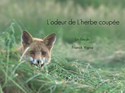 Focus sur le renard à Cloyes