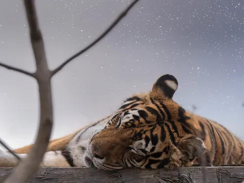 Trois nocturnes en août au Refuge La Tanière