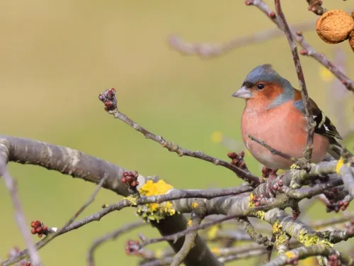 🔊 Dix nouvelles espèces d'oiseaux observées à Louville-la-Chenard