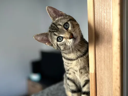 Une décennie à protéger les chats sauvages dans le Dunois