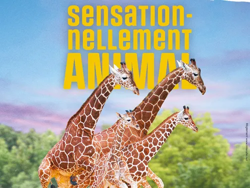 Gagnez vos places pour le ZooParc de Beauval sur Intensité