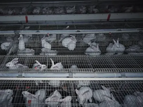 L214 mobilisé contre les pratiques dans les élevages de lapins